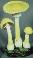 Amanita Citrina