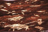Red Rock Ridge, Place Of Ancient Carvings