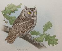Little Owl