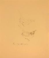 Bewick's Wren