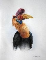 Celebes Hornbill