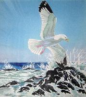Glaucous-Winged Gull