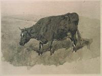 Study of a Black Cow
