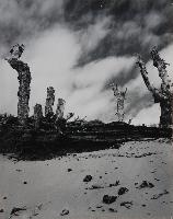 Exhumed Dead Forest - Western Brook, Newfoundland