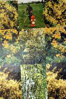 The Gardener Series Untitled