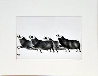 Four Musk Oxen