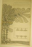 Untitled (Arte Italiana Journal Page)