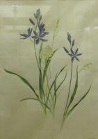 Camas