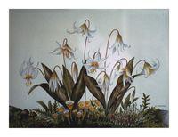 Easter Lilies