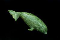 Beluga Whale
