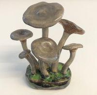 Cantherellus Umbonatus
