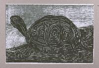Untitled (Tortoise)