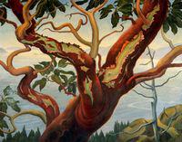 Arbutus Shedding Bark