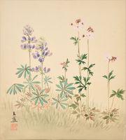 Blue Lupin, (Lupinus micranthus?), Woodland Star or Fringe Cup, (Lethophragma Parviflora), (Tiarella)