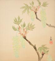 Maple (Acer macrophyllum)