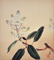 Arbutus Menziesii Madrona