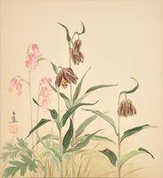 Bleeding Heart, (Dicentra Formosa), Wild Tulip: Snake Lily, (Fritillaria Lanceolata)