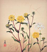 Gum Weed, (Grindelia Oregana), False Onion, (Brodiaea Lactea)