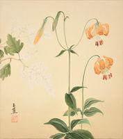 Ocean Spray, Tiger Lily