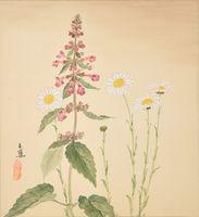 Ox Eye Daisy, (Chrysanthemum lencanthemum L.), Hedge Nettle, (Stachye Ciliata)