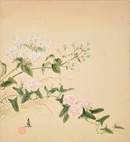 Travellers Joy (Clematis Ligusticifolia), Small Bindweed, (Convolvulus Arvensis)
