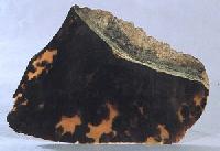Slab Of Tortoise Shell
