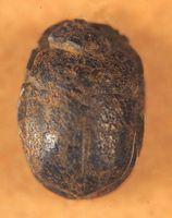 Untitled (Egyptian Scarab Bead)