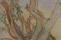 Untitled (Arbutus Tree)