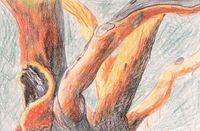 Untitled (Arbutus tree)