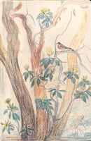 Untitled (Robin in Arbutus Tree)