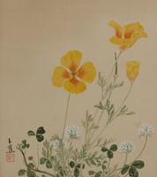 California Poppy (Eschscholtzia California), White Clover (Trifolium repens)