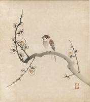 Sparrow on Cherry Blossom Branch