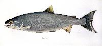 Chum Salmon