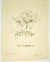 Honey Fungus