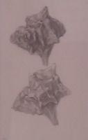 Study of Shells