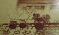 Untitled (Geraniums)