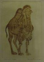 Buctrian Camel