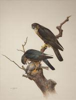 Merlins