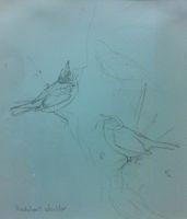 Audubon's Warbler- Prep Sketch