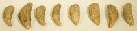 Untitled (Set of Teeth)