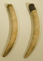 Untitled (Elephant Tusks)