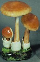 Amanitopsis Fulva