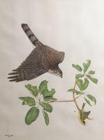 Hawk and Victim