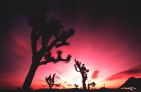 Twenty-Nine Palms, Oasis Of Fertility