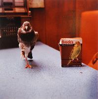 Injury Found Pigeon