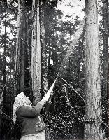 Florence Davidson, Masset, Harvesting Cedar Bark