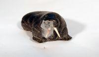 Stone Walrus with Tusks