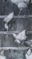 The Roost