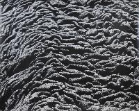Lava Surface, Even Wrinkles - Galapagos Islands