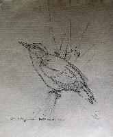 Little-Scaly-Bellied Green Woodpecker